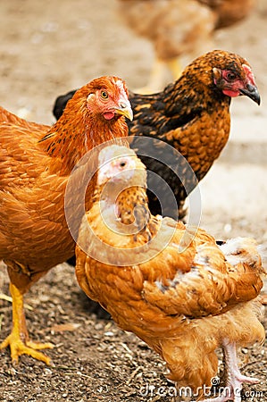 Walking hens Stock Photo