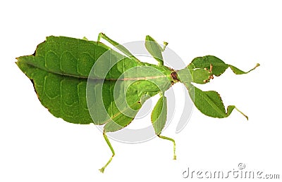 Walking leave (Phyllium celebicum) Stock Photo