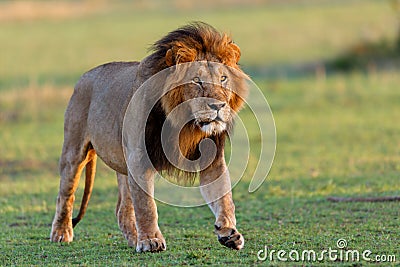 Walking Lion Mohican in Masai Mara Stock Photo