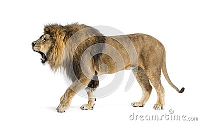 Walking Lion, roaring and showing his fangs aggressively Stock Photo