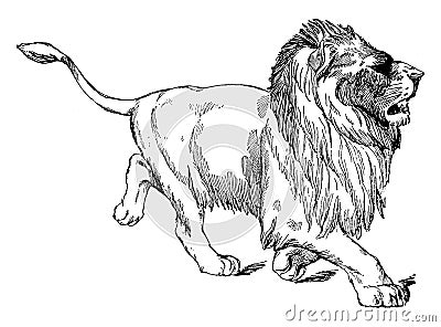 Walking Lion is a statue of lion in it natural form, vintage engraving Vector Illustration