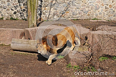 Walking lion in zoo Stock Photo