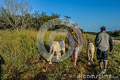 Walking with the lions activity in Hoedspruit near Kruger nation Editorial Stock Photo