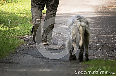 Walking man`s feet and hunting dog back view, recreation concept Stock Photo