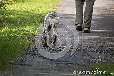 Walking man`s feet and hunting dog back view, recreation concept Stock Photo