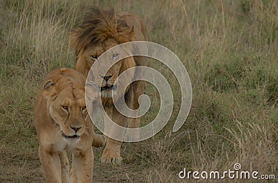 Walking pair of lions - male and female - Tanzania national park Stock Photo