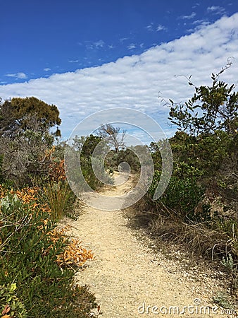 Walking path across grass and drought tolerant plants with blue Stock Photo