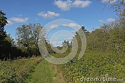 Walking path along shrubs and trees in the Wallonian countryside Stock Photo