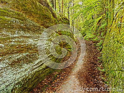 Walking Path, Forest Trail Stock Photo