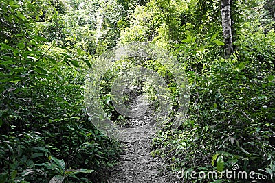 Walking path, jungle trek in the rain forest Stock Photo