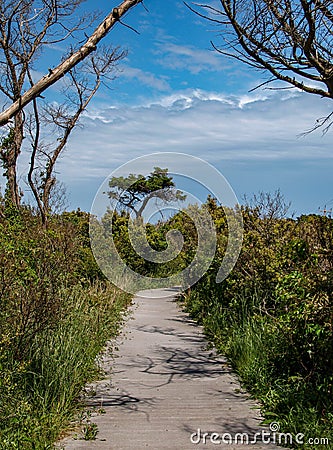 Walking Path on Ocracoke Island Stock Photo