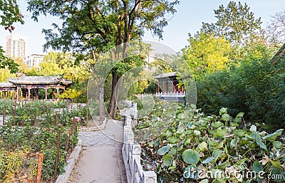 Walking path trough the garden of the Renmin park in Tianjin Stock Photo