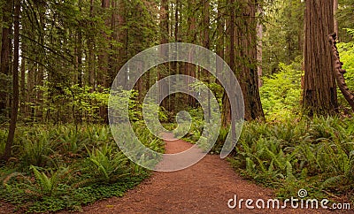 Jedidiah Redwood Park pathway trail through the forest Stock Photo