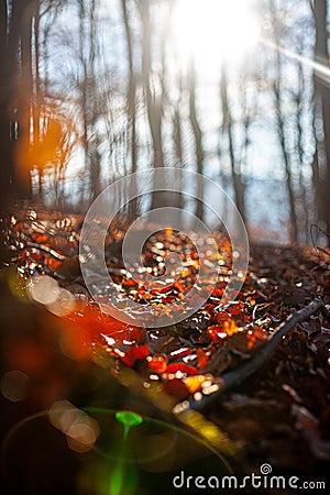 walking in the peaceful forest Stock Photo