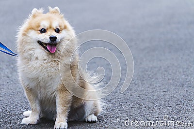 Adorable and Cute Pomeranian, Light Brown-White. Stock Photo