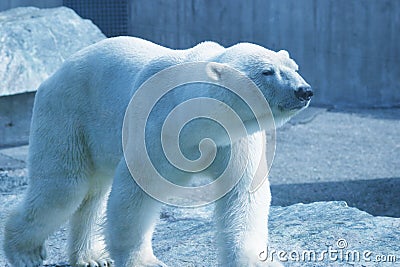 Walking polar bear Stock Photo