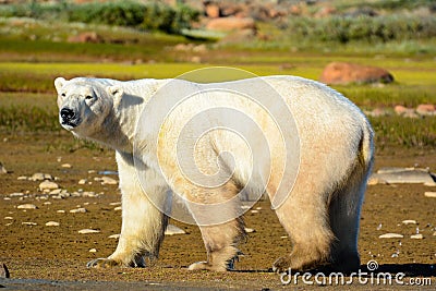 Walking polar bear outside Churchill, Canada Stock Photo