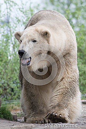 Walking polar bear (Ursus maritimus) Stock Photo