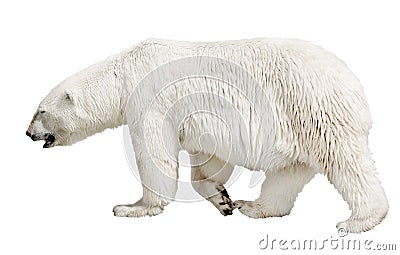 Walking polar bear on white Stock Photo