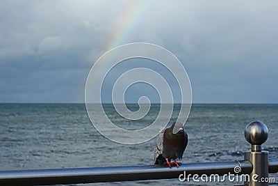 Alone frozen dove on the sea railing Stock Photo