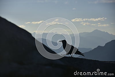 Walking raven on the top of the peak around Banff Gondola in the Rocky Mountains, Banff National Park, Alberta, Canada Stock Photo