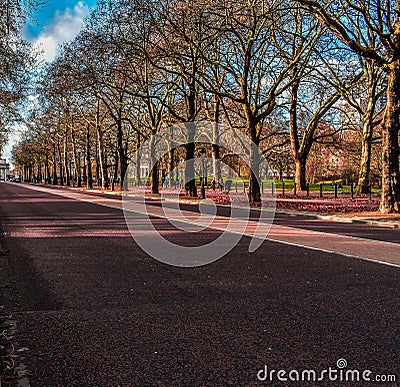 Walking by the road with trees Editorial Stock Photo