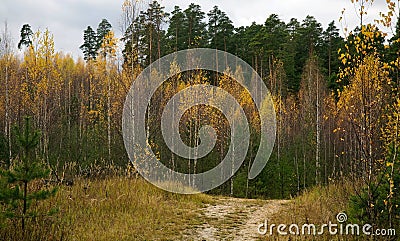 Walking sandy path in autumn mixed coniferous-birch forest Stock Photo