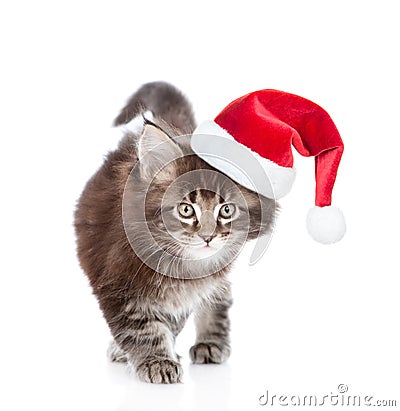 Walking small maine coon cat n red Christmas hat . isolated on w Stock Photo