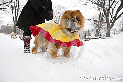 Walking in the snow with chow chow dog, central park new York Stock Photo