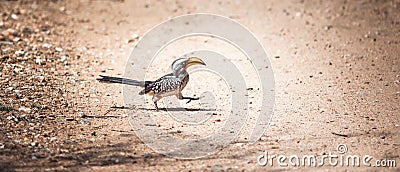 Bird Africa - A walking Southern Yellow-Billed Hornbill Stock Photo