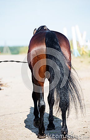 Walking sportive horse with long tail. back view Stock Photo