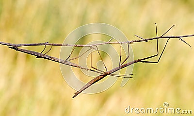 Walking stick, Diapheromera femorata, Phasmatodea Stock Photo