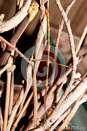 Walking Stick Insect Stock Photo