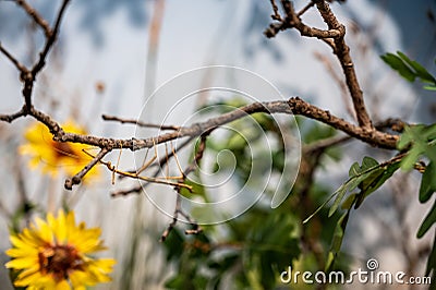 Walking stick insect trying to blend in and camouflage on a tree branch stick. Stock Photo