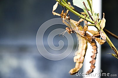 Walking Stick Insects Stock Photo