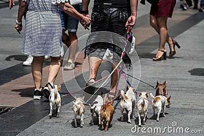 Walking in street with eight little cute dogs Editorial Stock Photo