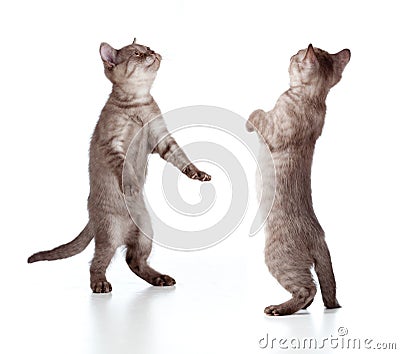 Walking striped british kitten set Stock Photo