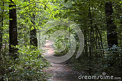 Forest path in the polish national park Stock Photo