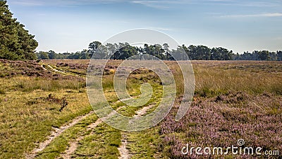 Walking track in heathland of Deelerwoud nature reserve Stock Photo