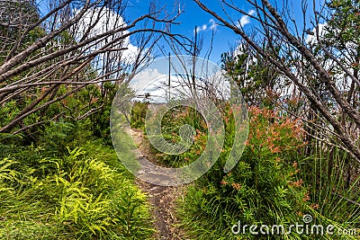 Walking Trail in Binna Burra Section of Lamington National Park, Queensland, Australia Stock Photo