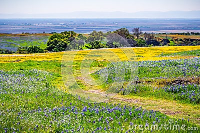 Walking trail through fields covered in wildflowers, North Table Ecological Reserve, Oroville, California Stock Photo