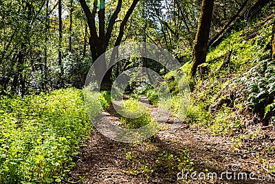 Walking trail through the forests of Uvas Canyon County Park, green Miner's Lettuce covering the ground, Santa Clara county, Stock Photo