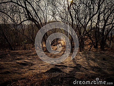 walking trail in the jungle of leaves less trees on a ground Stock Photo