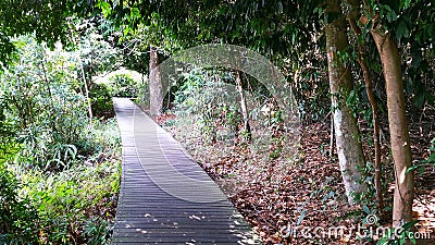 MacRitchie Reservoir Stock Photo