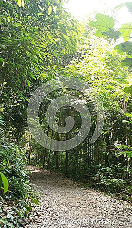 MacRitchie Reservoir Stock Photo