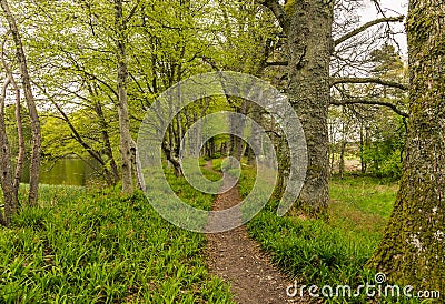 Walking trail Through Woods Stock Photo