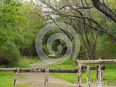 Walking trails in a quiet, serene, peaceful forest park with vibrant green trees and vegetation Stock Photo