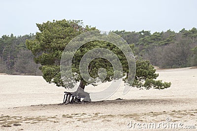 Walking tree soesduinen north holland Stock Photo