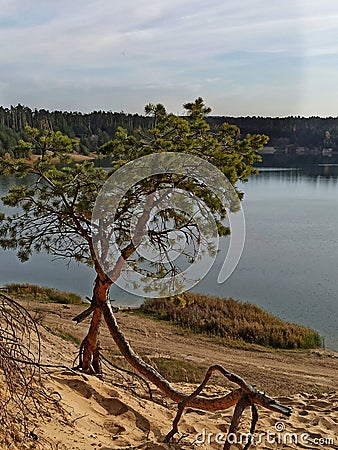 Walking tree by the lake Stock Photo