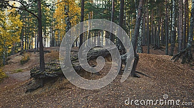 Walking tree roots in autumn Stock Photo